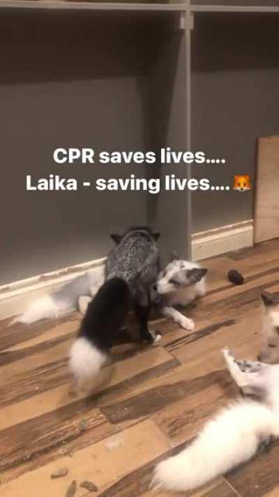 Foxes save lives!!
