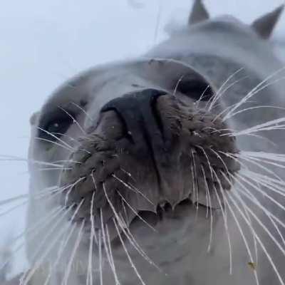 BOING BOING BOING BOING