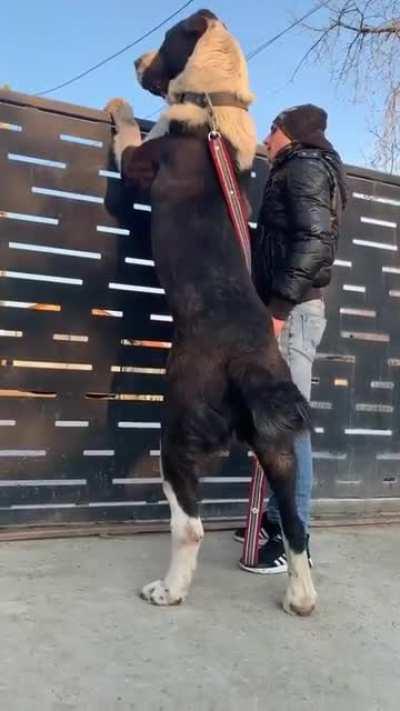 Need an extra large trash bag