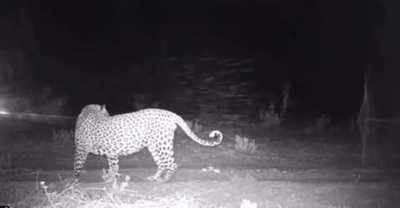 Leopards show high rates of sexual dimorphism (the difference of size or appearance between sexes), with males being significantly larger. The larger skull and bodies of males or not present in sub-adults.