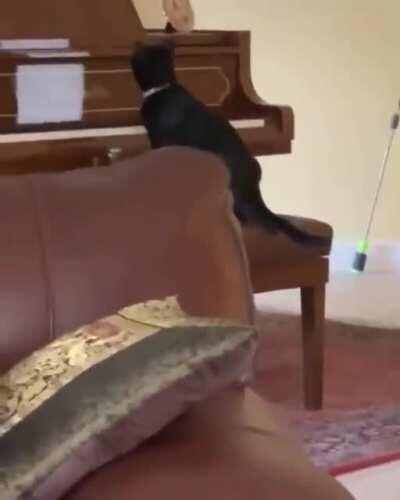 Cat presses keys on a piano and gets scared by the sound.