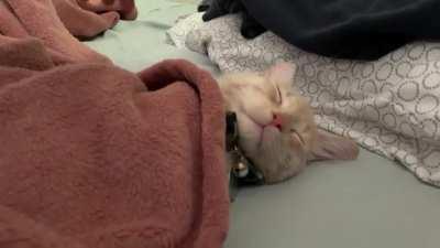 Night night zzzZzZzz