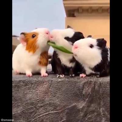 Watch the one on the right...