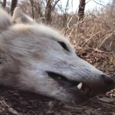 Когда узнал что карантин продлят еще на месяц(звук обязателен)