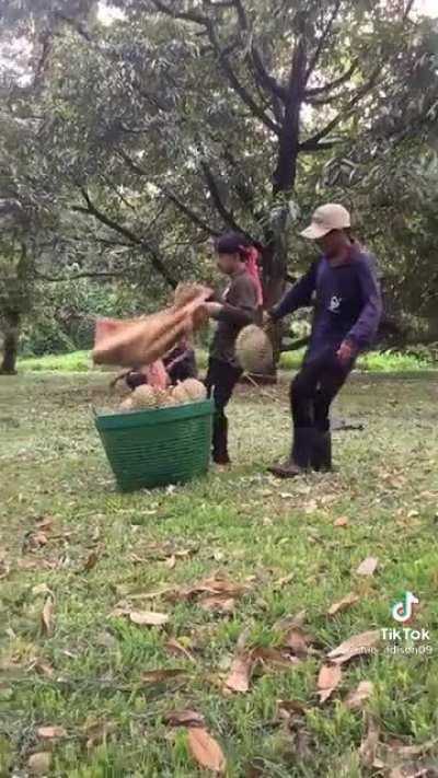 Catching falling durian