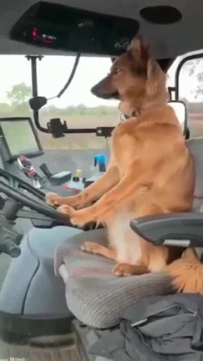 No really, it's a genuine German dog driving a Steyr CVT 6230 Tractor --Getting ready to sow his seed :)
