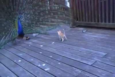 Tail-Full of Cat Toys