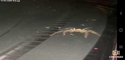 Huntsman Spider And Babies Take Over Australian Woman's Car Nothing could have prepared one Sydney resident for the sight that confronted her when she opened her car recently and found it overrun with spiders. A Huntsman spider and her babies had taken ov