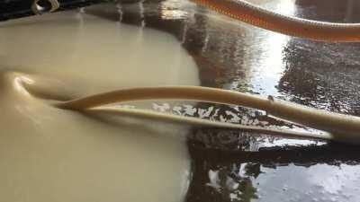 Beer bubbles dancing from a kegging of red beer.