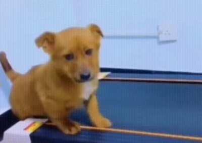 We've all been this puppy.