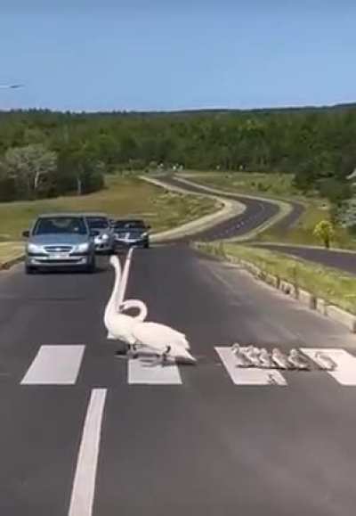 Swan family crossing the road.