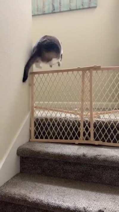 Fat cats can jump. This was extremely satisfying