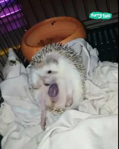 Hedgehog giving birth