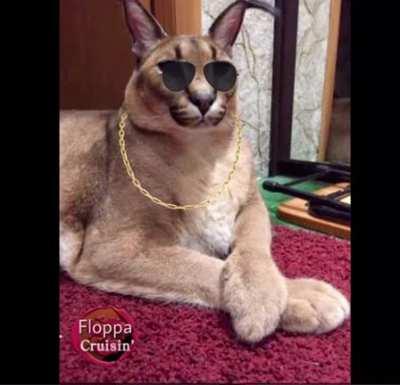 Big Floppa Big Chillin