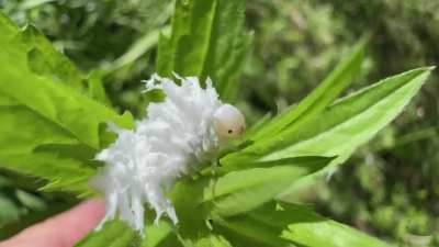 🔥 A Butternut Woollyworm