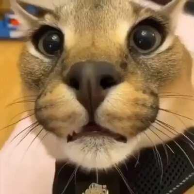 Funky japanese song! Anyone know the song?