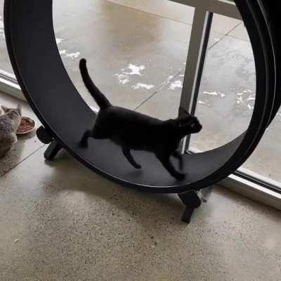 My Local Cat Cafe / Adoption Center Posted This on Facebook. Though You All Might Enjoy It Too.