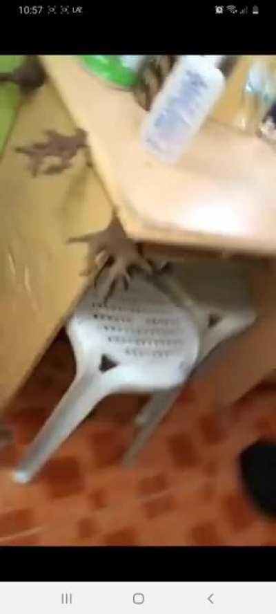 Due to COVID, students were suddenly forced to go home and leave their belongings for 5 months. They came back to meet a termite infestation. Important school papers were also eaten.