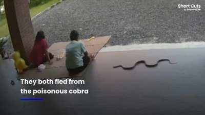 Couple's close encounter with deadly cobra