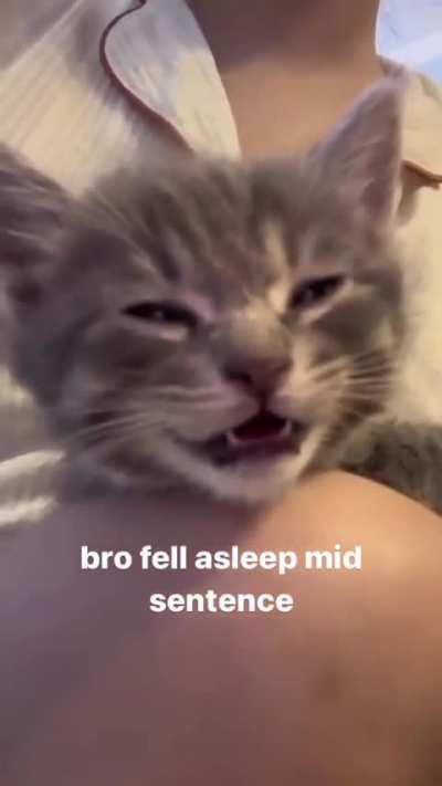 Falling asleep midsentence 🐾😻