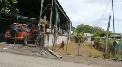 They electrified the fence so lemons are no longer stolen from the property.
