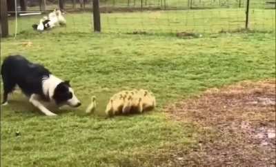 A border collie gently guiding ducklings into a puddle
