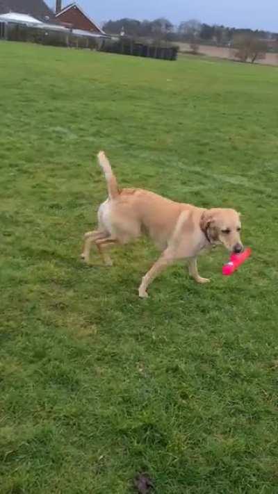 So Daisy my Labrador pup found a new toy while out walking today.....