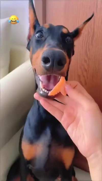 Funny Dobermans 😂