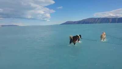Sled dogs mushing though the melted ice at Inglefield Fjord in Northwest Greenland.