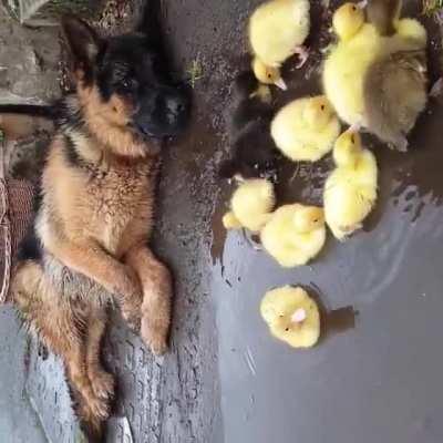 They found a pretty good protector