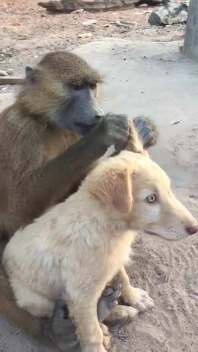 This Baboon is helping his dog Friend to get rid of bugs.