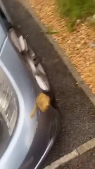 This dog take things very personal