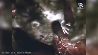 Rats. A Singaporean PSA from roughly around 2001. Made by the Partnership for a Drug Free Singapore. One of the most disgusting and effective things i've ever seen. I've actually twitched while watching this because it was just that disturbing.