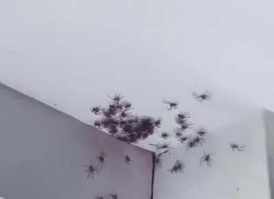 Baby spiders coming from the cracks in the walls.