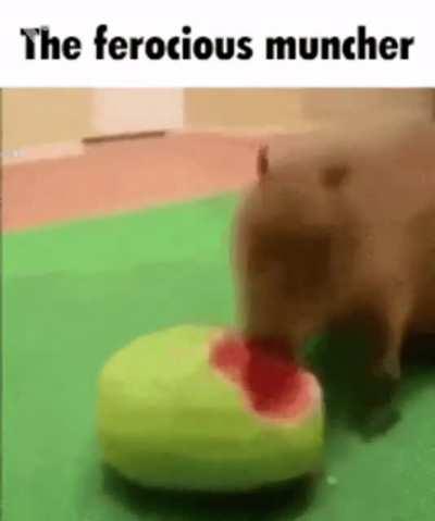 Capybara meme for da homies(women included)