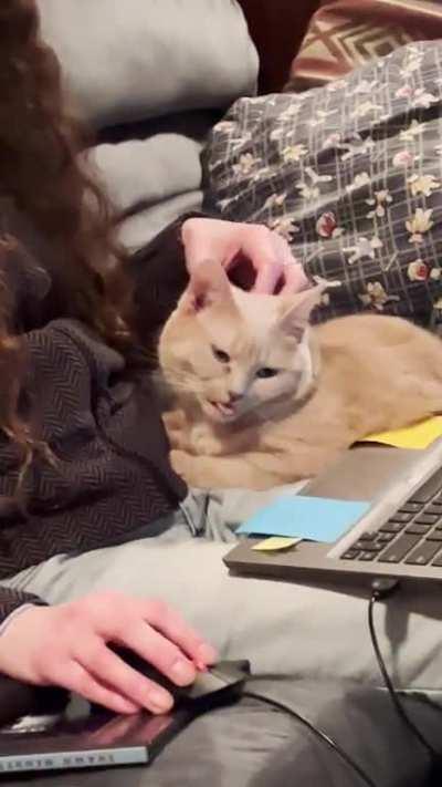 Ritchie does many bleps.