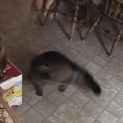 Edgar.exe has encountered a problem