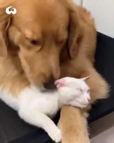 best friends for life