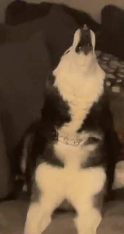 Meeko knows how to act when the camera’s are rolling!