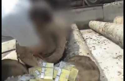 Who said money doesn't grow on trees? Or rather in them