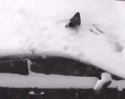 Crows having fun in the snow