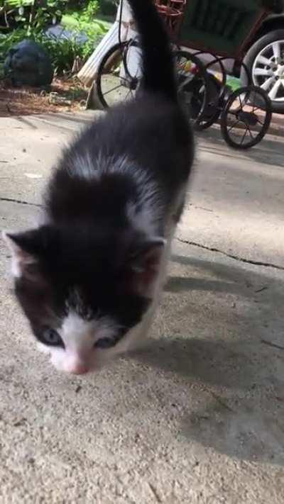 He&rsquo;s so tiny! Reddit, meet Julius!