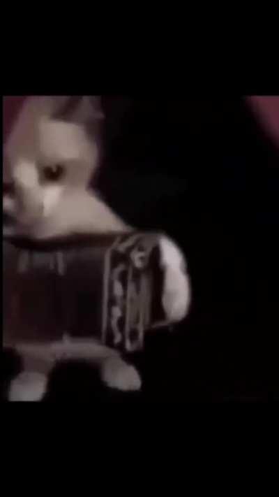 Esa no mi gato de oro 😭😭😭