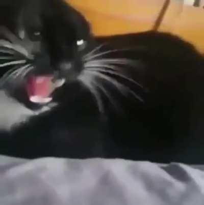 How to calm down an angry kitty