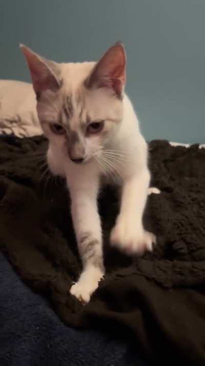 Siamese kitten yelling while working