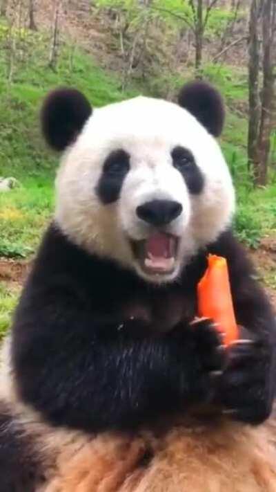 Panda eating carrot