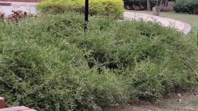 Saw this kitty jump into a bush at the park