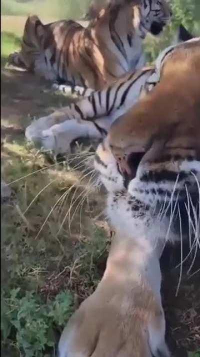 Big cat enjoys being pet