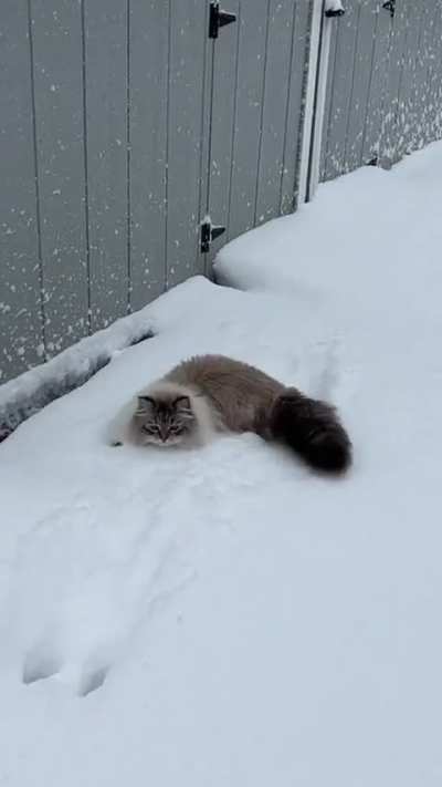A cat or a winter kangaroo