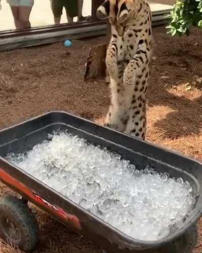 Wild kitty and ice